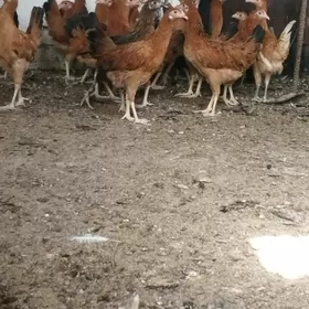 jüje