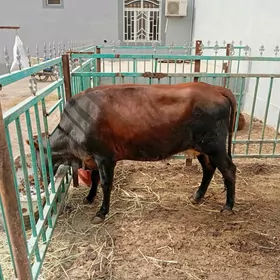 sygyr