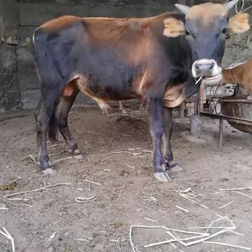 Öküz