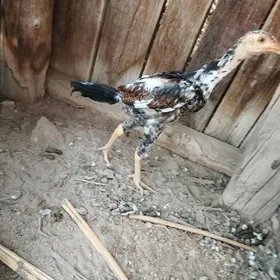 Paroda Horaz