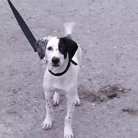 Собака