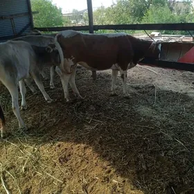 boğaz gulajyn