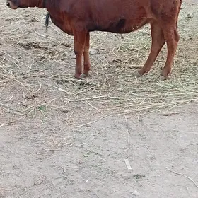 GULAJYN