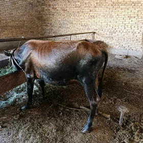Okuzce