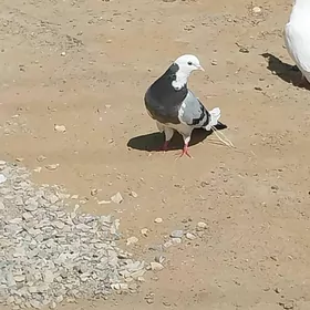 KEPDERI..