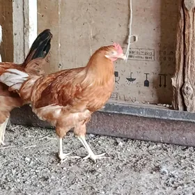satlyk horoz sisarka