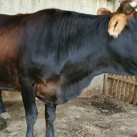 bogaz sygyr