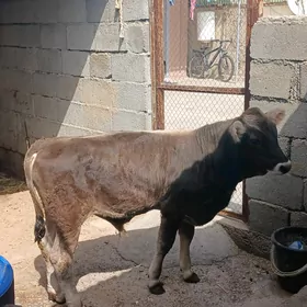 Ṣ̌wes  Öküz