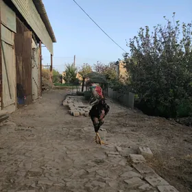 horaz paroda