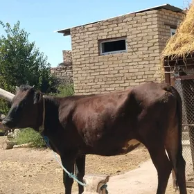 бурлат унажын