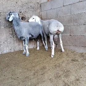 Gissar