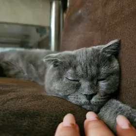 вислоухий котёнок