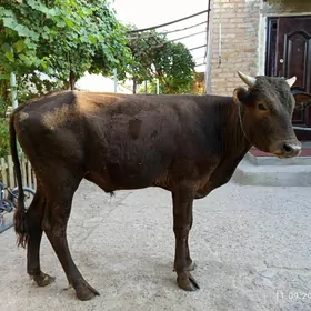 öküz