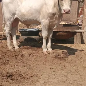 okuzce sementar