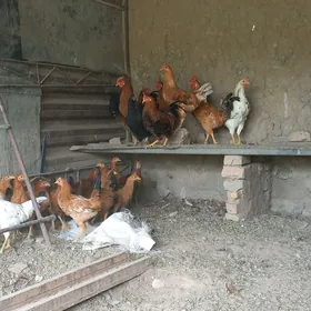 Towuk horaz Хороз