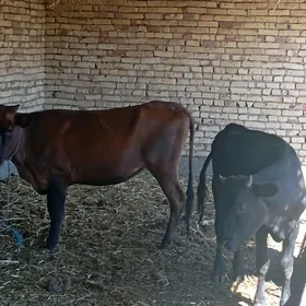 sygyr ve okuzcesi