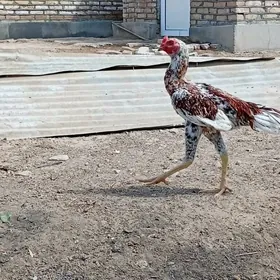 paroda horaz