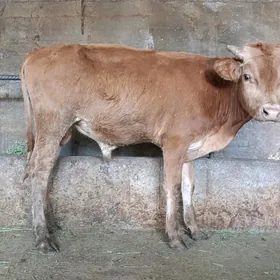 öküz
