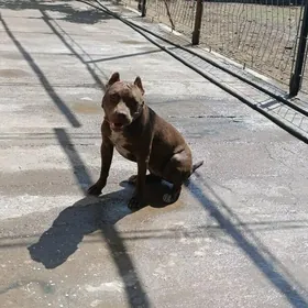 pitbull vs Stafford