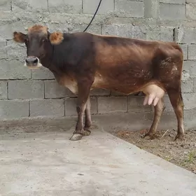 GÖLELİ SYGYR