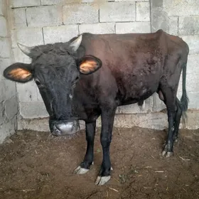 öküz