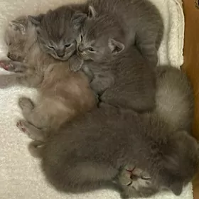 вислоухие котята