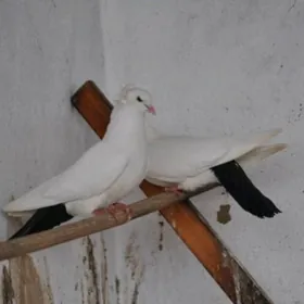 Kepderi