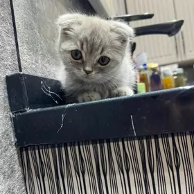 Котенок. Pishik