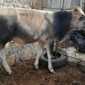 2sany öküz