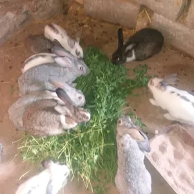 Towşan