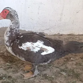 Indoutga horaz