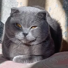 Кот на вязку