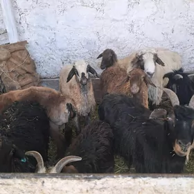 tokly geci cebiş goc işek