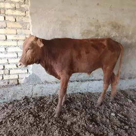 Parodnyý öküzler