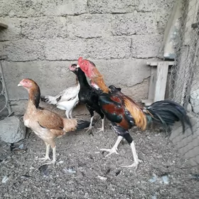MAÝAK
