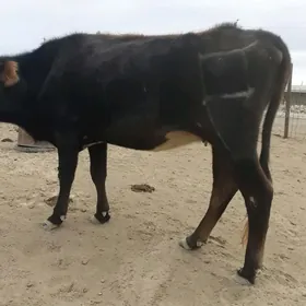 sygyr