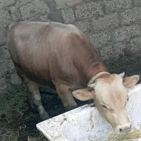ökiz 1 ýaş