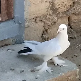 kepderi