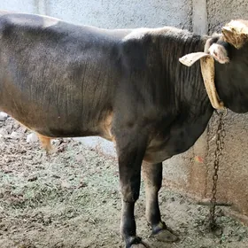 öküz