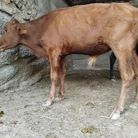 Öküz