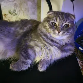 отдам кошечку