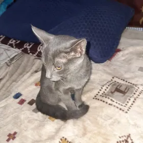 катёнок