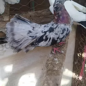 kepderi bu