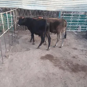 õkuzce