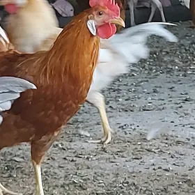 HORAZ  6aýlyk