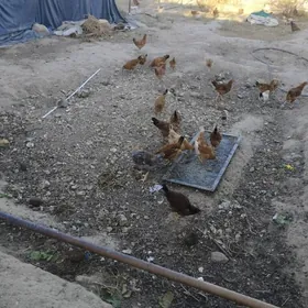 6 ay bolup geçen juyjeler