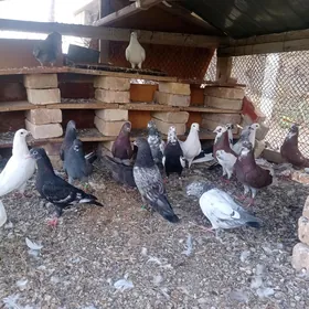 kepderi