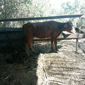 Gysyr gulajyn guzlamadyk.