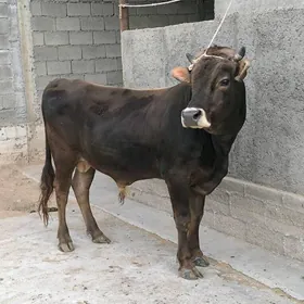 ŞWES BAKYLAN ÕKZ