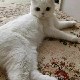 кот для вязки